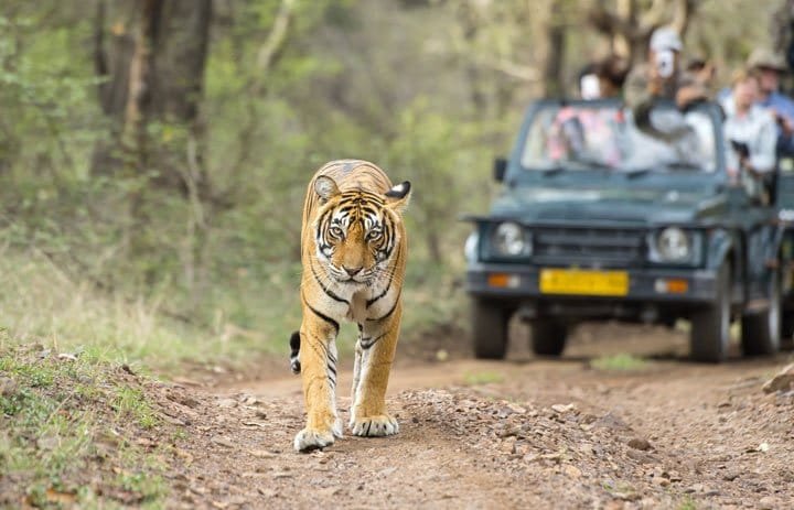 Ranthambore National Parl