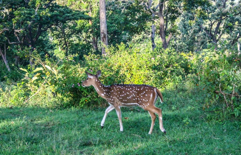 Mudumalai