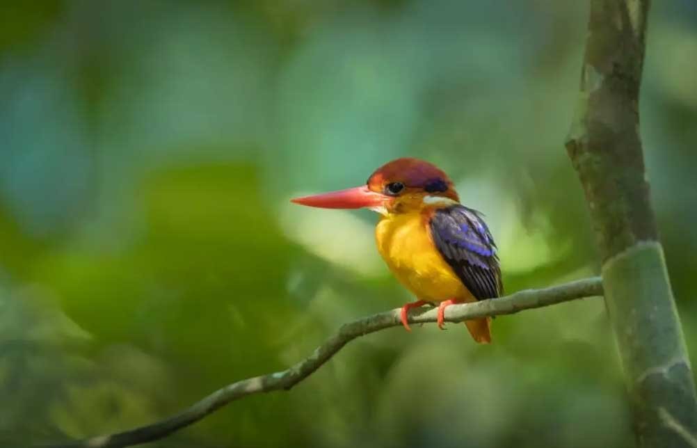 Thattekad Bird Sanctuary